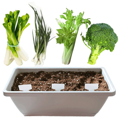 채소 재활용 키트 텃밭화분 세트 설명서포함, 야채, 푸드테크, 파테크