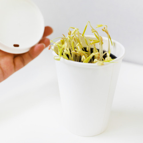 초간단 숙주나물 녹두 키우기 패키지 DIY KIT 체험 재배 교구 밀키트