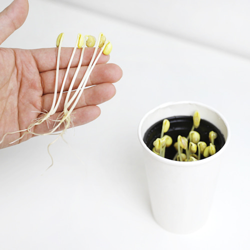 초간단 콩나물 키우기 패키지 DIY KIT 체험 재배 교구 밀키트