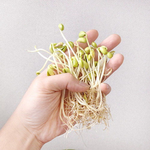 초간단 콩나물 키우기 패키지 DIY KIT 체험 재배 교구 밀키트