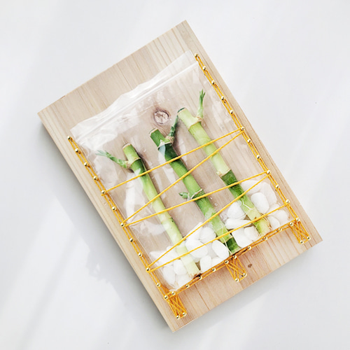 개운죽 키우기 스트링아트 만들기 패키지 DIY/KIT 나무 선물용 수경재배식물 대나무 수중 수경