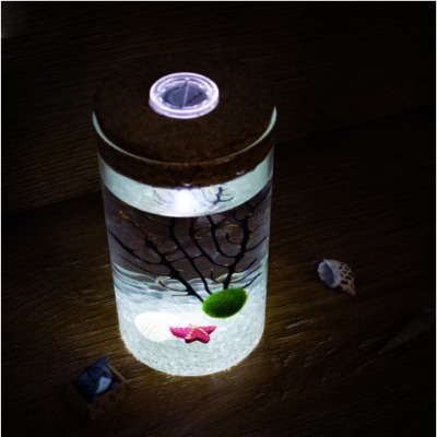 원기둥라이트 LED 마리모 DIY 세트 애완식물 마리모키우기