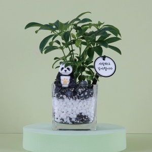 미니홍콩 야자나무 공기정화식물 DIY KIT