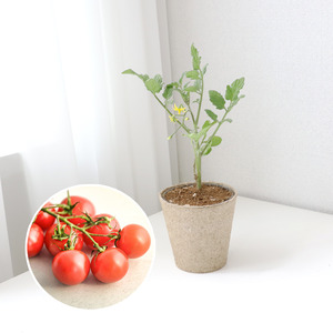 방울토마토 키우기 풀 패키지 재배키트 DIY
